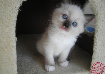 mâle seal point-mitted - RESERVE - Chatterie Ragdolls du Val de Beauvoir