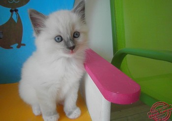 mâle blue point-mitted  RESERVE - Chatterie Ragdolls du Val de Beauvoir