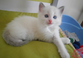 femelle blue bicolour - RESERVEE - Chatterie Ragdolls du Val de Beauvoir