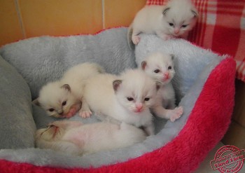 portée des 5 chatons de Flore - Chatterie Ragdolls du Val de Beauvoir