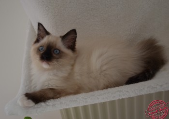 chaton seal point-mitted -- 9 semaines - Chatterie Ragdolls du Val de Beauvoir
