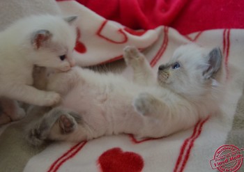 chatons à 4 semaines - Chatterie Ragdolls du Val de Beauvoir