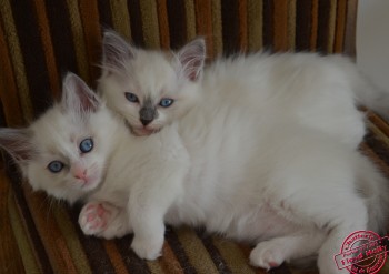 chatons à 7 semaines - Chatterie Ragdolls du Val de Beauvoir