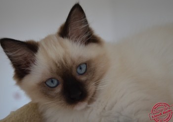 femelle seal point-mitted - 11 semaines - Chatterie Ragdolls du Val de Beauvoir