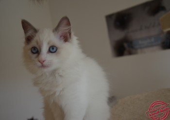 femelle blue bicolour - 11 semaines - Chatterie Ragdolls du Val de Beauvoir