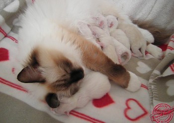 portée  chatons ragdoll - Holly du 05 juillet 2014 - Chatterie Ragdolls du Val de Beauvoir