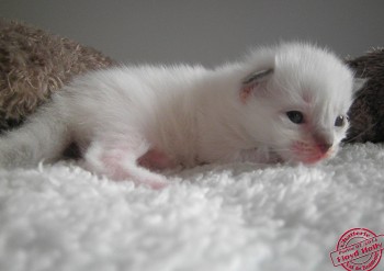 mâle blue point-mitted - 2 semaines - Chatterie Ragdolls du Val de Beauvoir