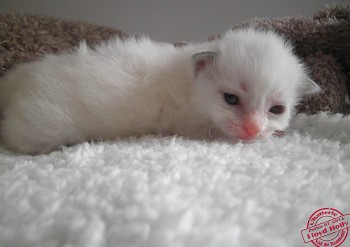 femelle blue bicolour - 2 semaines -  - Chatterie Ragdolls du Val de Beauvoir