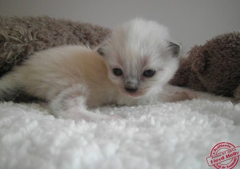 femelle seal point-mitted - 2 semaines - Chatterie Ragdolls du Val de Beauvoir