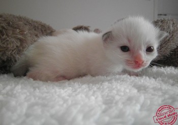 mâle blue bicolour - 2 semaines - Chatterie Ragdolls du Val de Beauvoir