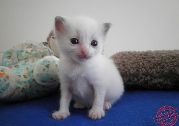 mâle blue bicolour  21 jours - Chatterie Ragdolls du Val de Beauvoir