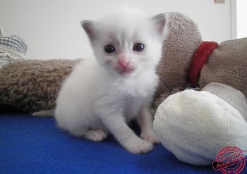 femelle blue bicolour - Chatterie Ragdolls du Val de Beauvoir