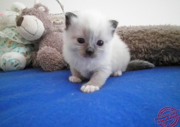 femelle seal point-mitted 21 jours - Chatterie Ragdolls du Val de Beauvoir