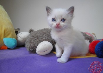 femelle blue bicolour  4 semaines - Chatterie Ragdolls du Val de Beauvoir