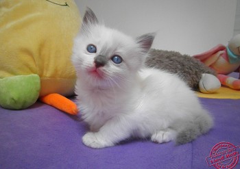 mâle blue bicolour  - Chatterie Ragdolls du Val de Beauvoir