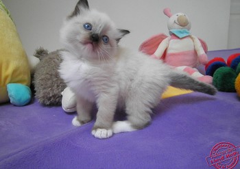 femelle seal point-mitted - 4 semaines - Chatterie Ragdolls du Val de Beauvoir