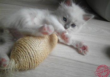 mâle blue bicolour - 5 semaines - Chatterie Ragdolls du Val de Beauvoir