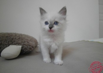 mâle blue bicolour - 6 semaines - Chatterie Ragdolls du Val de Beauvoir