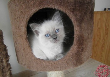 femelle blue colourpoint - 7 semaines - Chatterie Ragdolls du Val de Beauvoir