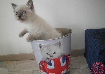 femelle blue colourpoint - Chatterie Ragdolls du Val de Beauvoir