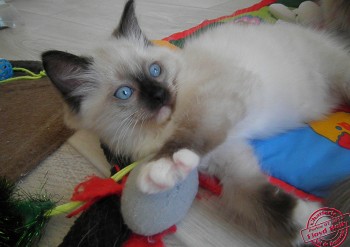 chaton femelle seal point-mitted - 7 semaines - Chatterie Ragdolls du Val de Beauvoir