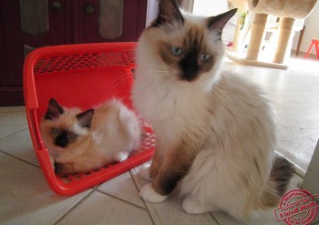 Holly et son chaton - 9 semaines - Chatterie Ragdolls du Val de Beauvoir