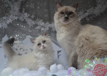 Idylle et son chaton - Chatterie Ragdolls du Val de Beauvoir