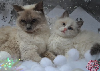 chaton mâle blue bicolour - 9 semaines - Chatterie Ragdolls du Val de Beauvoir