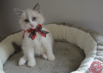 chaton mâle blue bicolour - 8 semaines - Chatterie Ragdolls du Val de Beauvoir