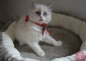 chaton femelle blue bicolour - 8 semaines - Chatterie Ragdolls du Val de Beauvoir