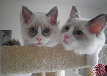 chatons blue bicolour  - Chatterie Ragdolls du Val de Beauvoir