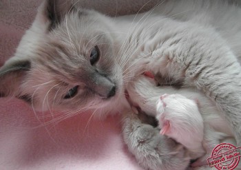 naissances - 4 chatons  - Chatterie Ragdolls du Val de Beauvoir