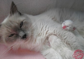 naissances - 4 chatons ragdoll  - Chatterie Ragdolls du Val de Beauvoir