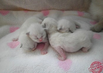  les 4 chatons - 7 jours - Chatterie Ragdolls du Val de Beauvoir