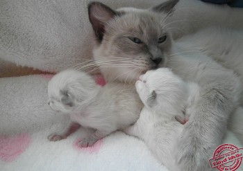 Idylle et ses chatons 7 jours - Chatterie Ragdolls du Val de Beauvoir