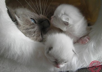 Idylle et ses chatons - regard - 12 jours - Chatterie Ragdolls du Val de Beauvoir