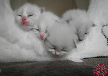 chatons à 12 jours - portée Idylle - Chatterie Ragdolls du Val de Beauvoir