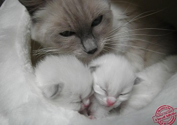 Idylle et ses chatons - 12 jours - Chatterie Ragdolls du Val de Beauvoir