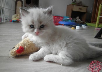 chaton femelle blue bicolour - 5 semaines - Chatterie Ragdolls du Val de Beauvoir