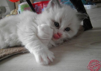 femelle blue bicolour - 5 semaines - Chatterie Ragdolls du Val de Beauvoir