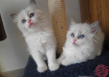 chatons blue bicopour - 6 semaines - Chatterie Ragdolls du Val de Beauvoir