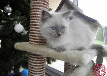 femelle blue colourpoint - noël  - Chatterie Ragdolls du Val de Beauvoir