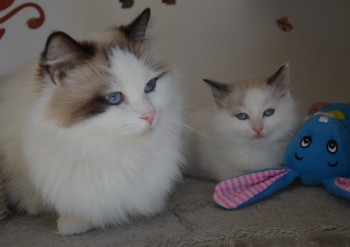 Ginger et son chaton - 7 semaines - Chatterie Ragdolls du Val de Beauvoir