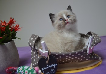 chaton mâle seal point-mitted 