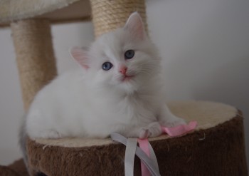 femelle blue bicolour - 6 semaines - Chatterie Ragdolls du Val de Beauvoir