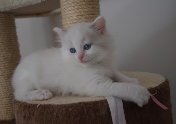 femelle blue bicolour - 6 semaines - Chatterie Ragdolls du Val de Beauvoir