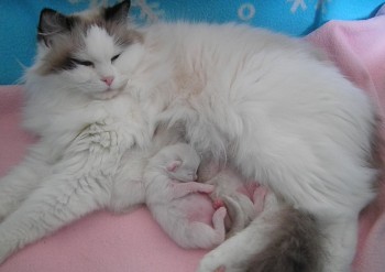 Ginger et ses chatons - 7 jours - Chatterie Ragdolls du Val de Beauvoir