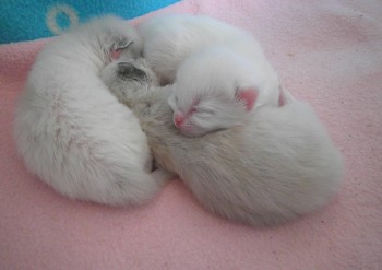 les chatons à 7 jours - portée Ginger - Chatterie Ragdolls du Val de Beauvoir