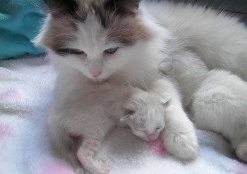 chaton ragdoll - 16 jours - Chatterie Ragdolls du Val de Beauvoir