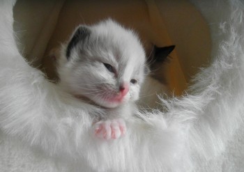 chaton mâle seal mitted  - Chatterie Ragdolls du Val de Beauvoir